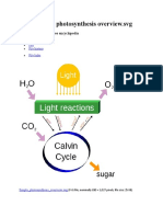 Simple Photosynthesis Overview