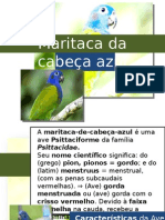 Maritaca Da Cabeça Azul