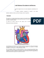 Sistema Circulatorio Animalescx