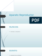 Aparato Reproductor Masculino - Suros