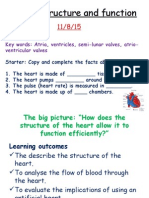 Heart Structure and Function