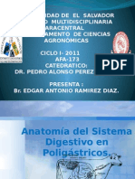 Anatomia Del Sistema Digestivo de Poligastricos