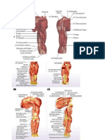 Musculos Del Brazo