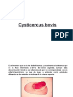 Cystic Er Cus Bovis