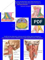 Posterior Cervical Triangle Anterior Triangles