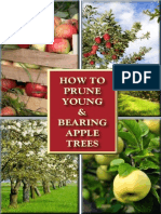 How To Prune Young and Bearing Apple Trees