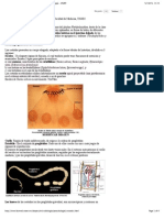 Generalidades de Cestodos - Recursos en Parasitología - Unam (Checked)