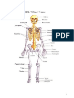 Anatomia Humana