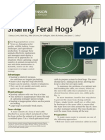 Snaring Feral Hogs