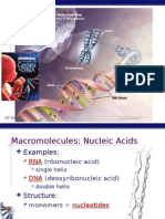 Dna Structure Replication