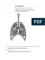 Respiratory System Worksheet