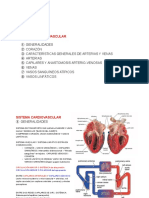 APUNTES Cardiovascular