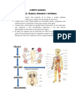 Cuerpo Humano