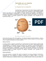 Anatomía de La Cabeza