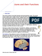 Brain Structures and Their Functions