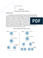 Práctica 4 Meiosis