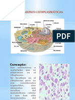 Inclusiones Citoplasm