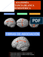 Anatomia de La Sustancia Blanca (Tractografía)