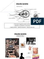 Biologia - Giardia Lamblia