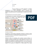 Sistema Nervioso Autonomo