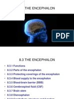 8.2. Encephalon