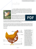 Fiche Poule Enseignant