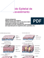 Tecido - Epitelial - de - Revestimento PRATICA 3