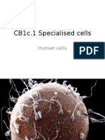 CB1c.1 Specialised Cells