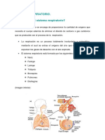 Sistema Respiratorio PDF