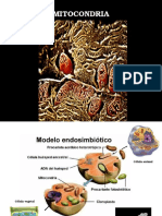 MITOCONDRIA 2015nueva
