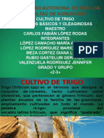 Exposicion Cultivos Trigo