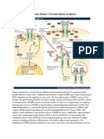 Chuong63 Tyrosine Kinase