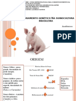 Melhoramento Genetico - Suinos