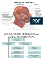 Anatmia de Musculos Cara y Cuello