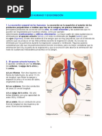 El Aparato Urinario y El Excreción