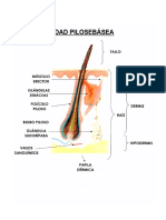 El Pelo en Cosmetologia