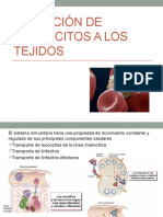 003exposición Migracion de Leucocitos 31