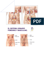 Sistema Urinario Del Cuerpo Humano