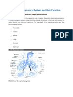 Parts of The Respiratory System and Their Function