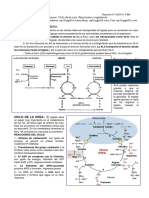 Regulacion Ciclo de La Urea