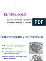 El Nucléolo