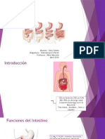 Síndrome de Intestino Corto en Pediatría Nutricion