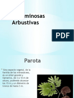 Leguminosas Arbustivas