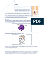 Viral Hepatitis B