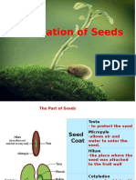 Germination of Seed