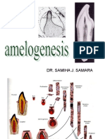 Histo - Amelogenesis