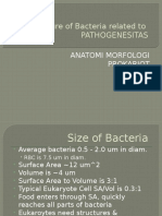 Structure of Bacteria