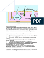 Esquema de Las Barreras Defensivas Primarias