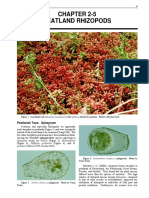 Chapter 2-5 Peatland Rhizopods: Peatlands Taxa: Sphagnum