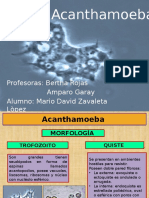 Acanthamoeba